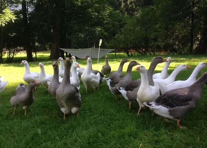 Gaestehaus Berger Apartment Tropolach